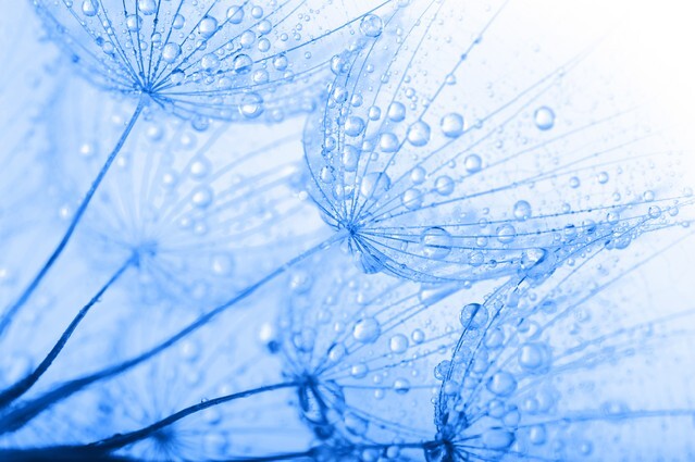 dandelion seeds with water drops